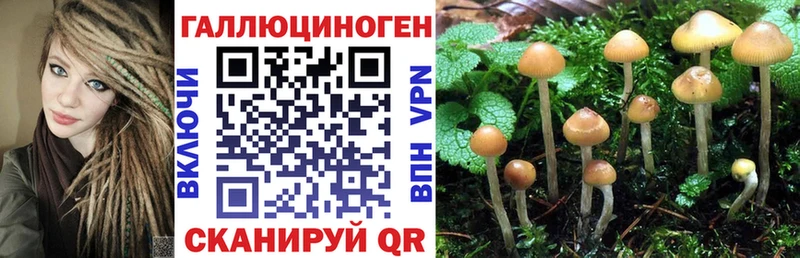 Псилоцибиновые грибы Psilocybe  дарнет шоп  Жиздра 